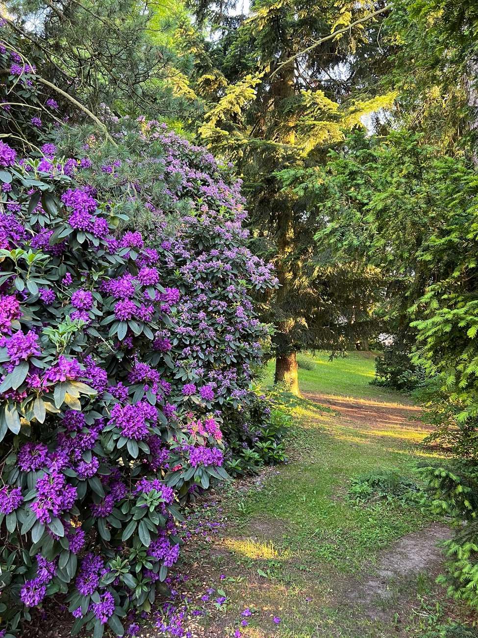 Blühender Rhododendron entlang eines Weges im Waldpark